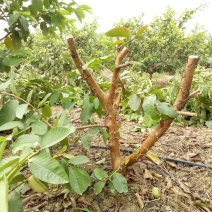 番石榴苗80~100cm