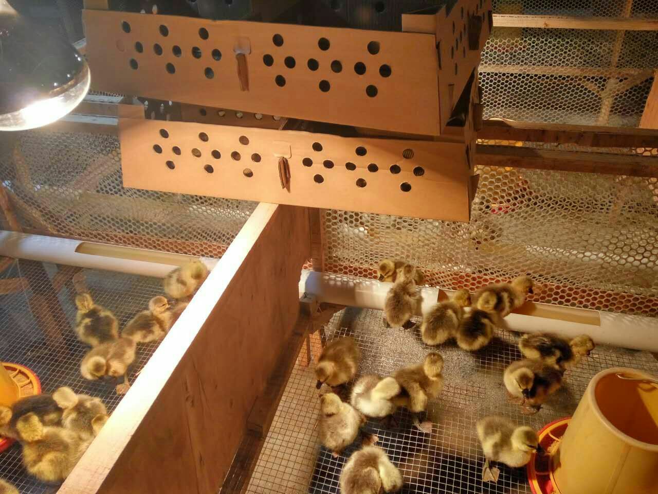 狮头鹅苗群体特写