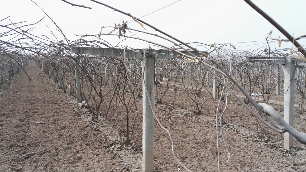 黄心猕猴桃冬季修剪示范图