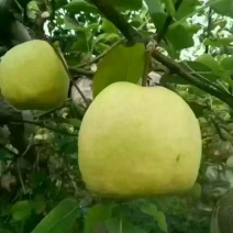 贡梨500~550g纸箱