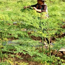 辣木茶特级