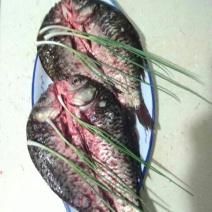 方正银鲫食用
