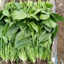 大叶菠菜15~20厘米