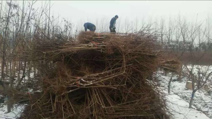 黄桃苗夏季修剪实景图