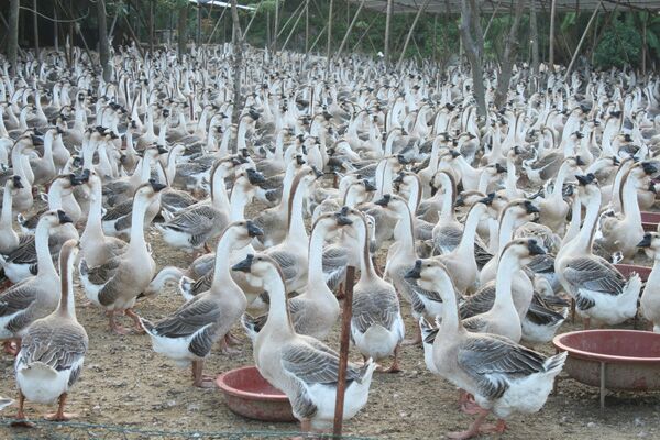狮头鹅疫苗接种操作图