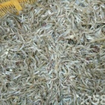 河虾活虾26~30只/kg