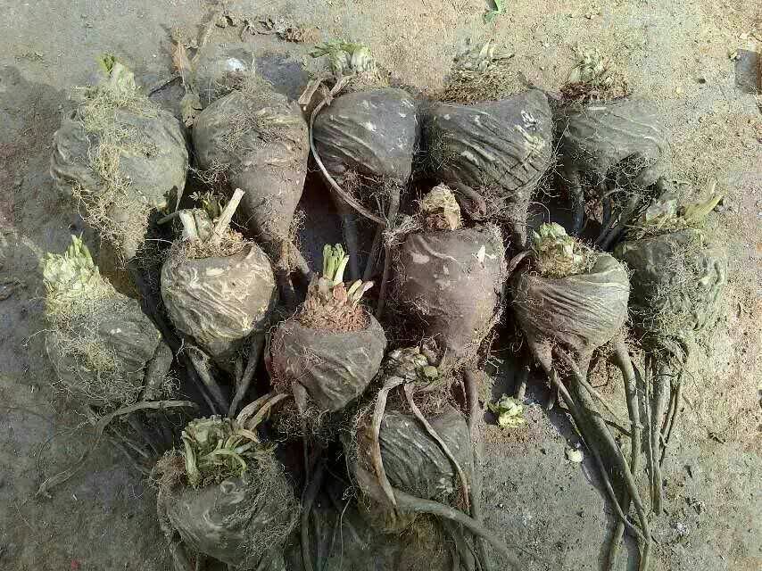 黑玛卡根茎与打粉成品对比图