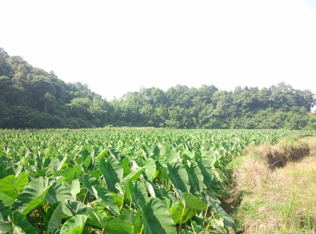 荔浦市青山镇马岭村芋头核心种植基地航拍图，展现连片梯田式水田与喀斯特山体背景，田块呈规则长方形，土壤呈深褐色湿润状，部分田块可见覆膜栽培痕迹