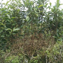 古树普洱茶特级