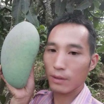 金煌芒树苗1~1.5m