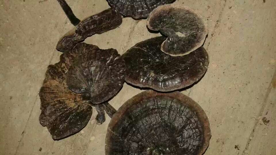 黑灵芝泡水成品展示