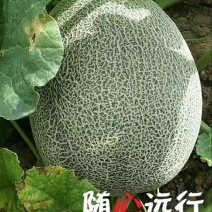网纹瓜