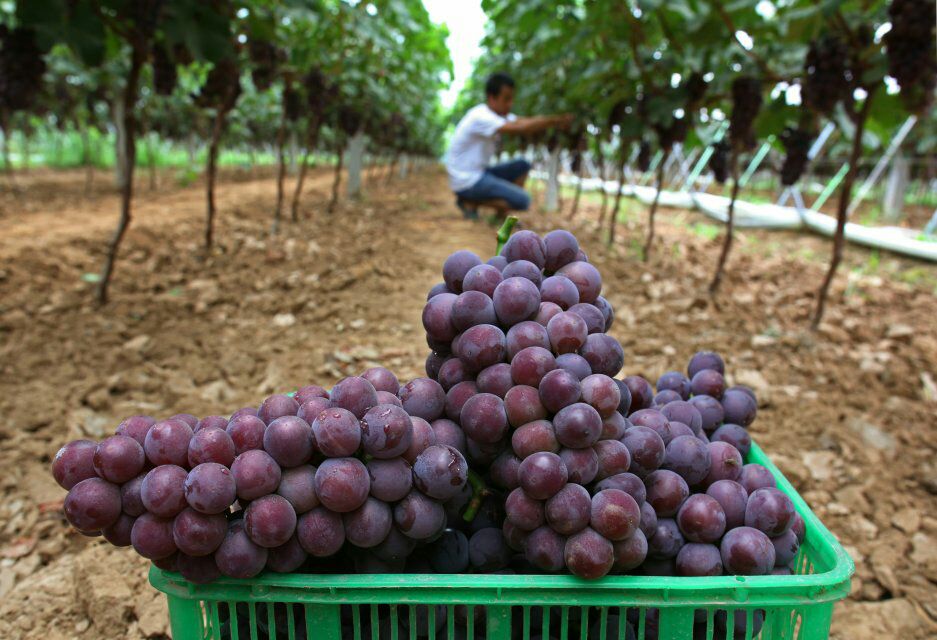 户太八号葡萄采摘现场