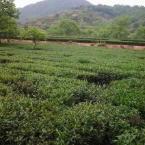 观音茶二级