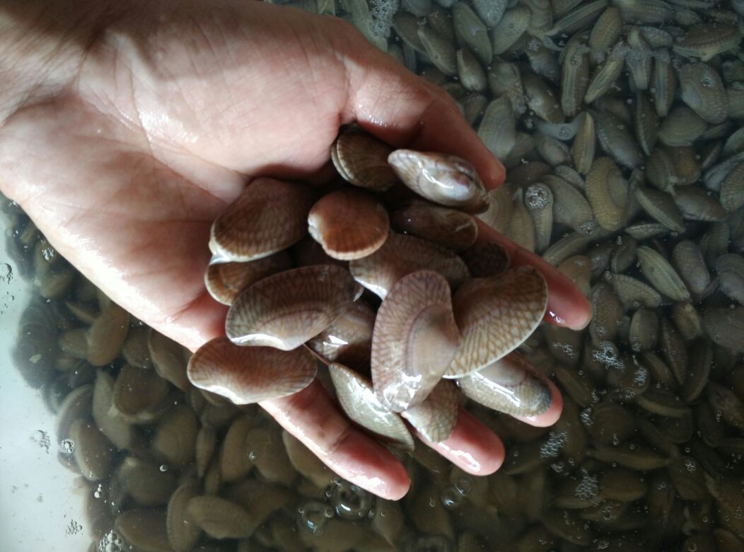 花蛤幼体显微图像