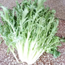 苦菊