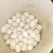土鸡蛋食用50g以下