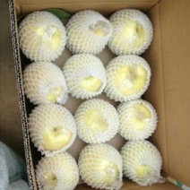 黄金梨200~250g纸袋
