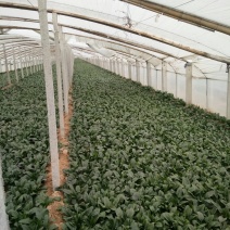 越冬菠菜15~20厘米