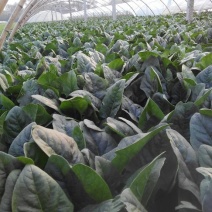 越冬菠菜25~30厘米