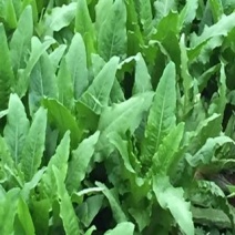 油麦菜