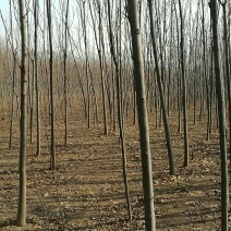黄山栾树8~10cm8~10cm3.5~4米