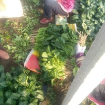 黑叶菠菜25~30厘米
