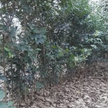 大叶女贞4cm以下