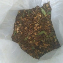 珍珠菊花茶开花