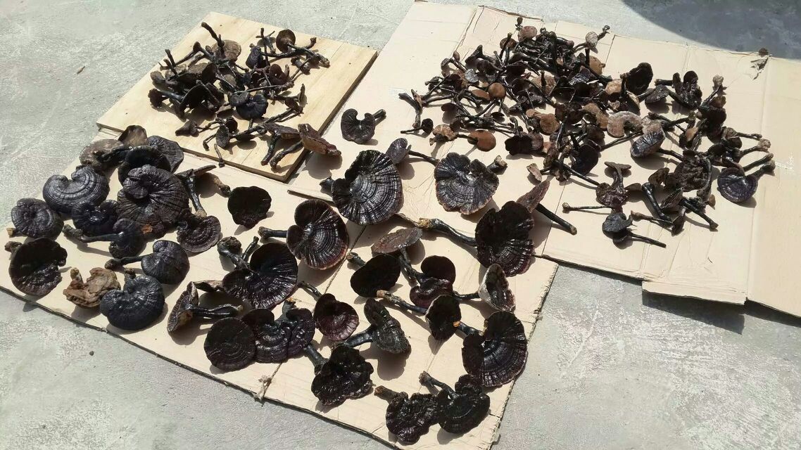 黑灵芝切割与烘烤过程