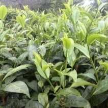 百年大树茶三级