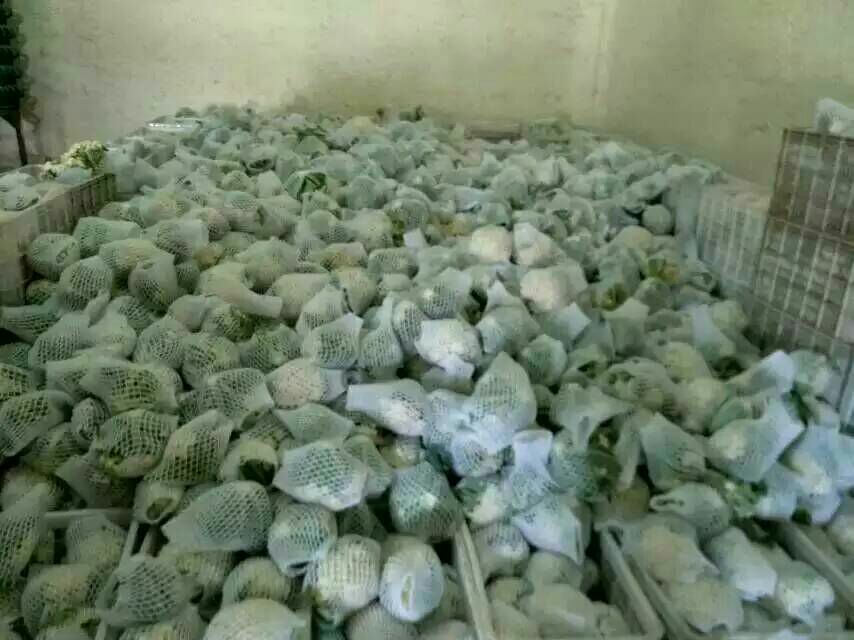 菜花正确储存方式图解
