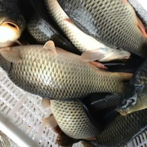 池鲤鱼食用1~2公斤