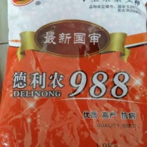 玉米种子