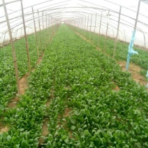秋菠菜15~20厘米