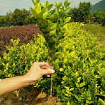 金森女贞4cm以下
