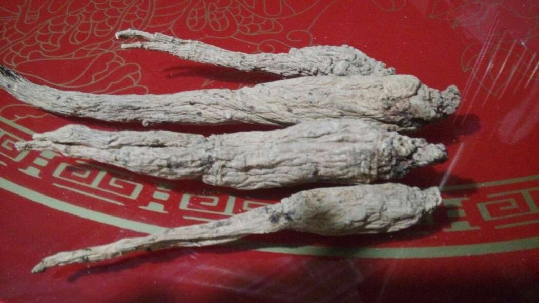 人参品种对比图