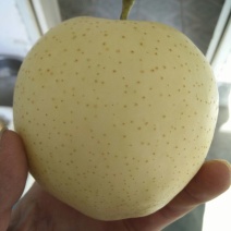 黄金梨