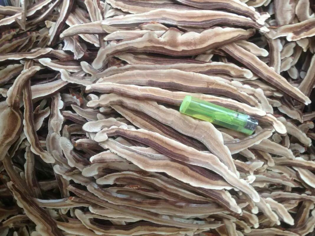 灵芝切片科研实验场景