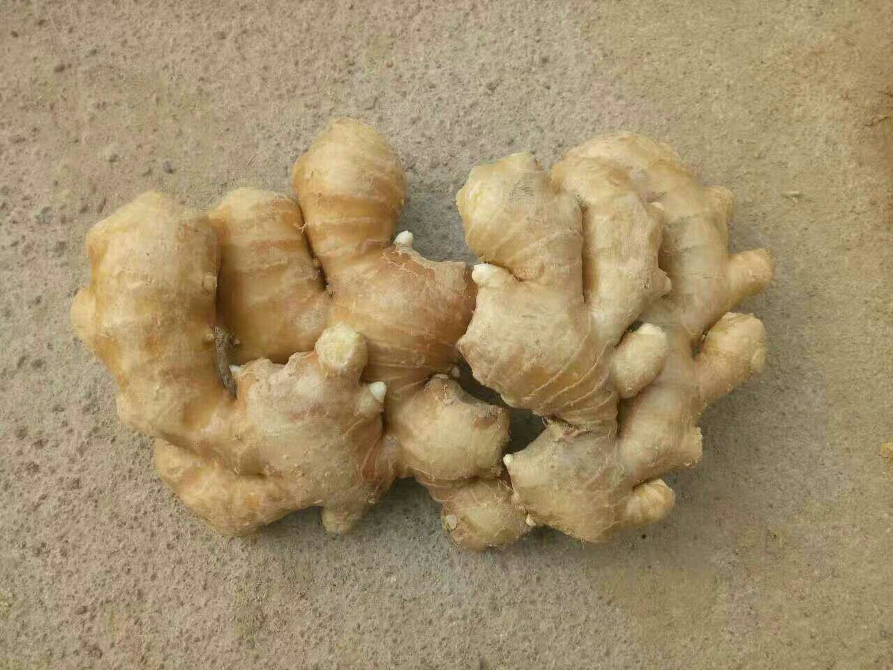 姜母与老姜横切面对比显微结构示意图