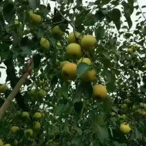 砀山梨300~350g膜袋