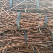 巨峰葡萄苗1年30~50cm