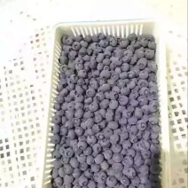 蓝丰蓝莓