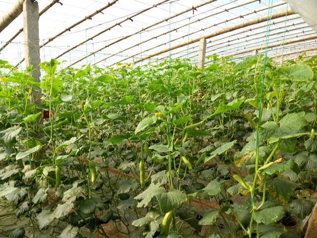 温室中生长的荷兰小黄瓜植株,果实整齐,果皮光滑无刺 荷兰小黄瓜植株与果实