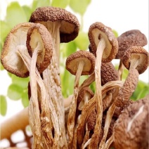 茶树菇
