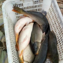 红鲤食用1~2公斤