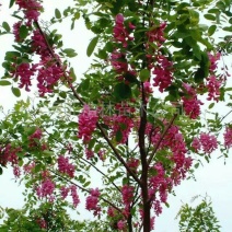 国槐8~10cm6~8cm1~2米