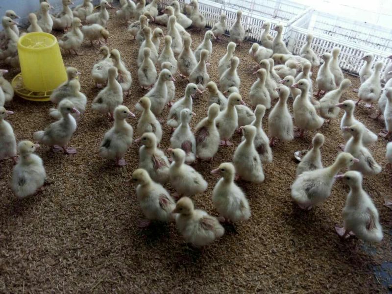 杂交狮头鹅鹅苗天天有需要提前预