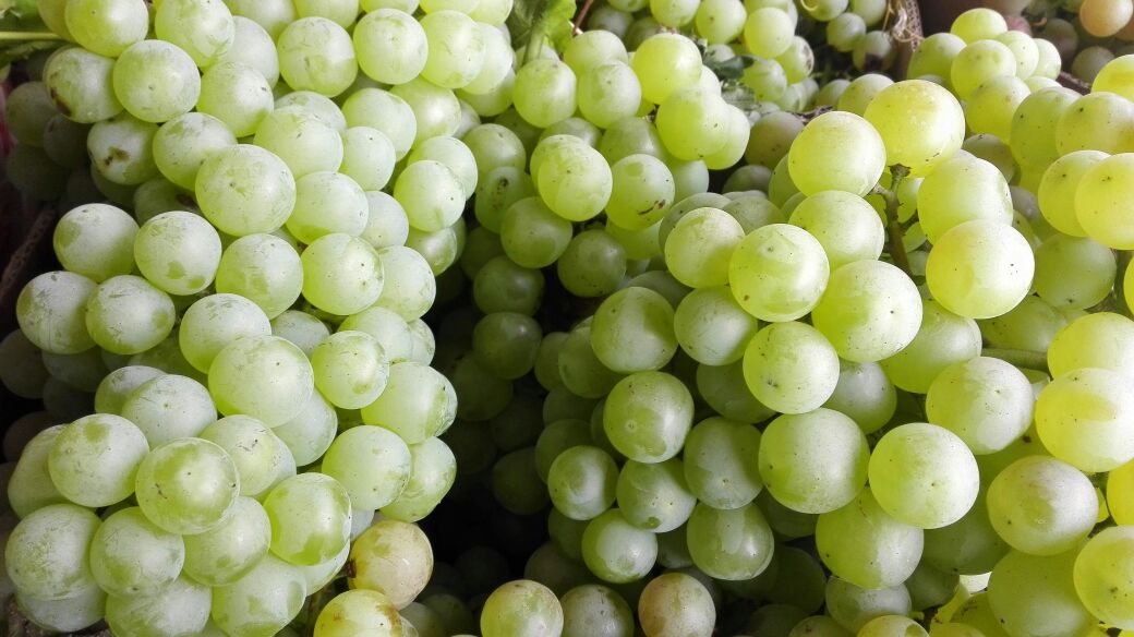 青提果实特写，展示其翠绿色外观和饱满果粒