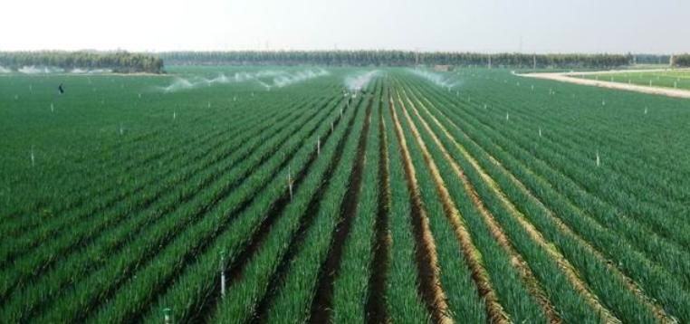 章丘大葱种植基地航拍图